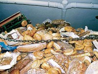 Brot