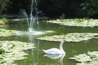 Schwan