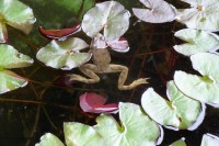 Frosch