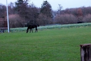 Sportblatz Baum