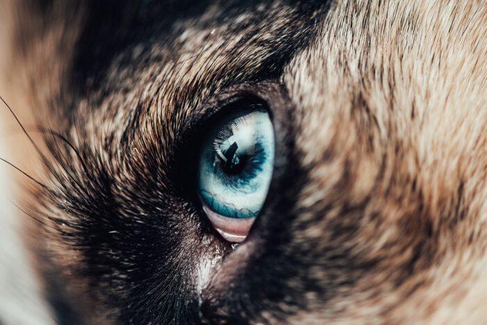 Nahaufnahme eines blauen Huskyauges mit feinen Details und Wimpern.