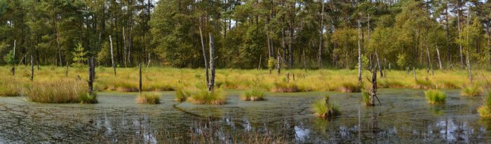 Panoramabild eines Moores mit Wasserflächen und vereinzelten Bäumen und Gräsern.