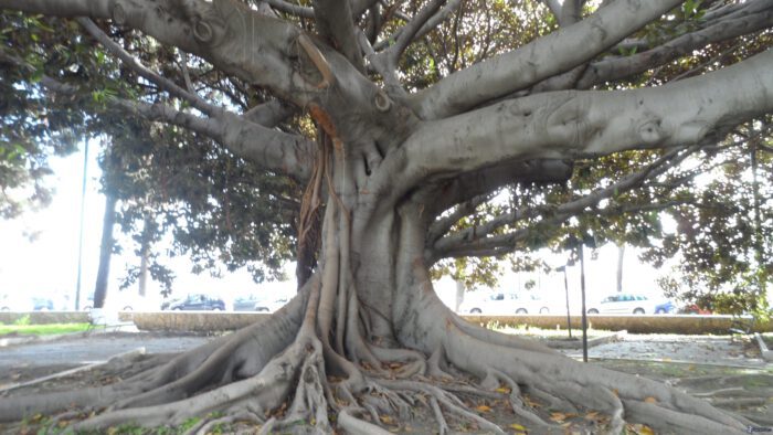 Ein großer Baum mit dicken, sichtbaren Wurzeln und einem breiten Stamm in einem urbanen Umfeld.