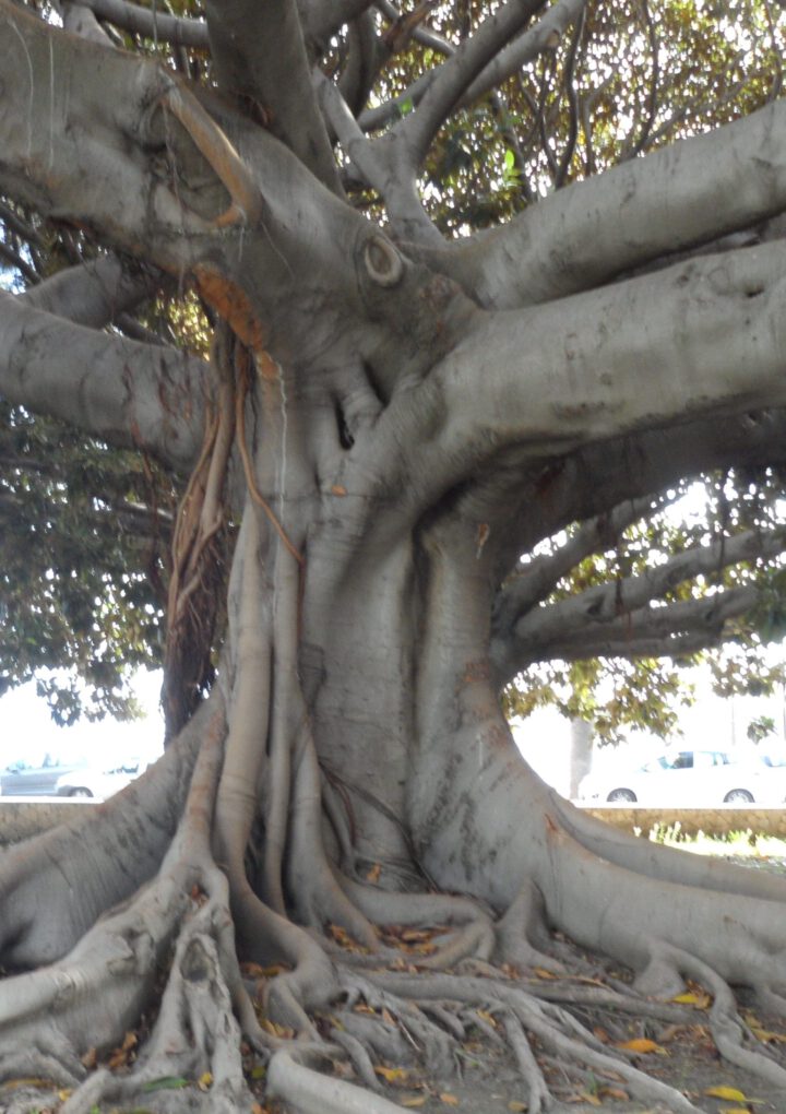 Ein Baum ohne Wurzeln wird nicht wachsen.
