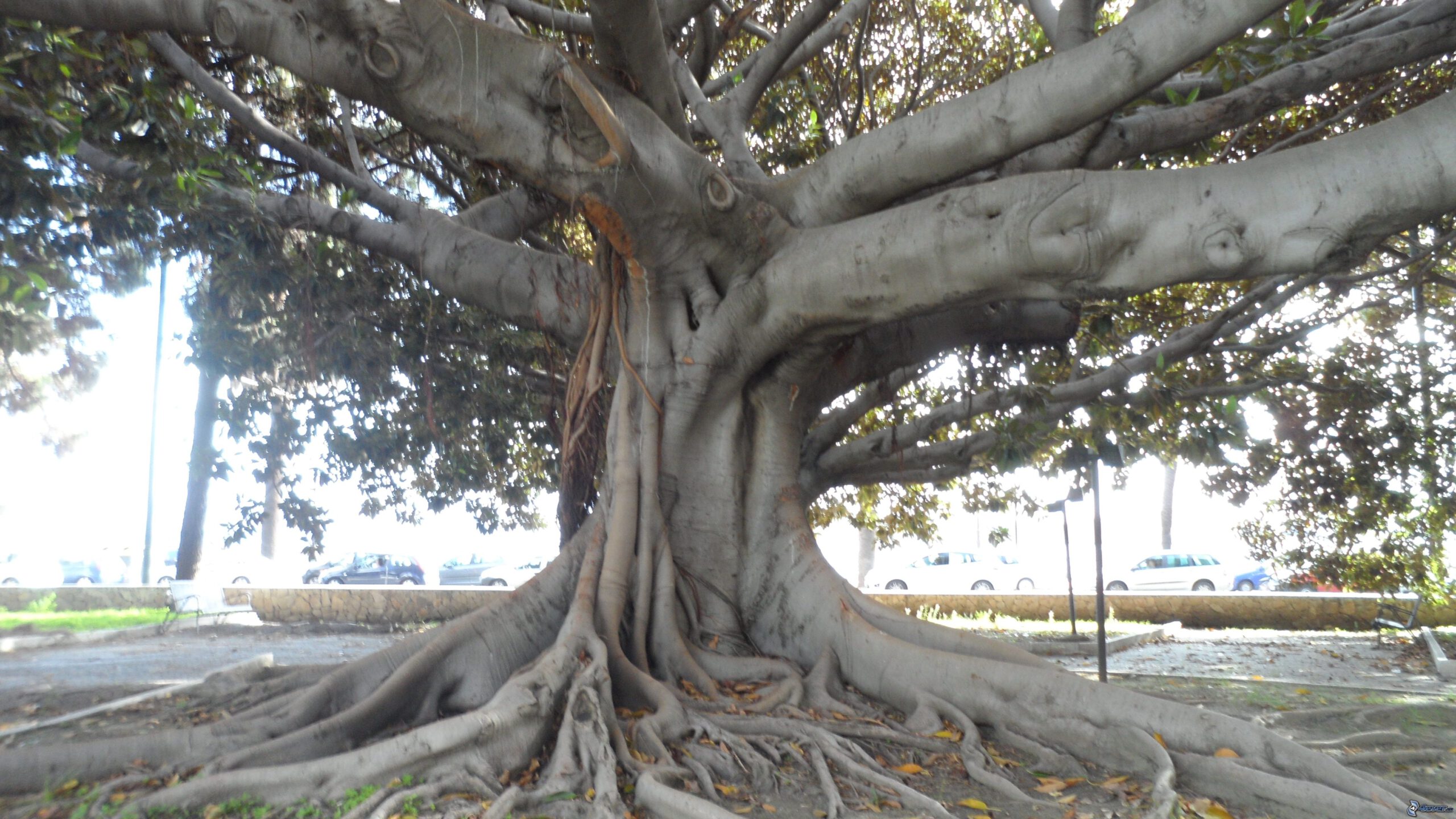 Ein großer Baum mit dicken, sichtbaren Wurzeln und einem breiten Stamm in einem urbanen Umfeld.