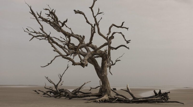 tree, nature, landscape, water, outdoors, dry, sea, environment, wood, silhouetted, solitude, sand, seashore, alone, beach, loneliness, driftwood, coast, brown water, earth day, tree, wood, alone, alone, alone, alone, alone, loneliness