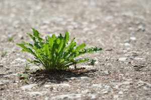 summer, dryness, nature, dandelion, path