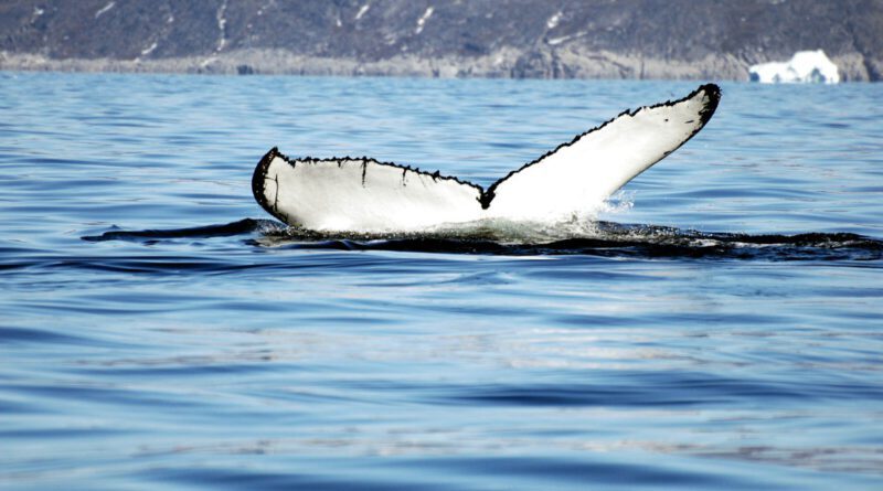 a white whale tail sticking out of the water