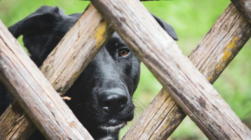 a black dog peeking through a wooden fence